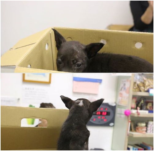 黑色小幼犬乖巧、怯生生的模樣惹人憐愛，但領養人才養了幾個小時就決心拋棄？ 林棠棣/攝