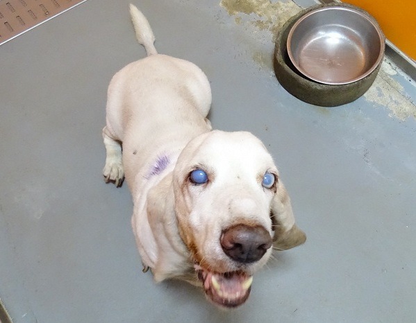 公立收容所的定位，到底是中途之家？或是被棄養老病狗的長照機構？大家一起來想清楚。  台灣動物新聞網資料照(台北市動保處/提供)