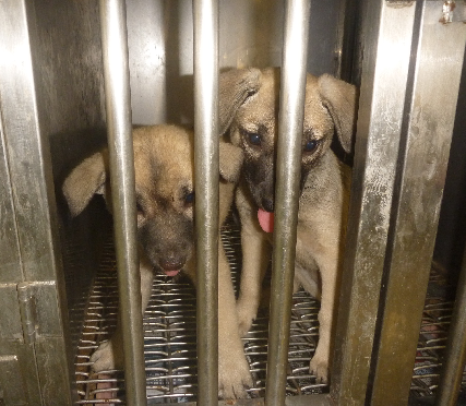 被棄養的幼犬死亡率高，台南市動保處呼籲民眾檢舉。