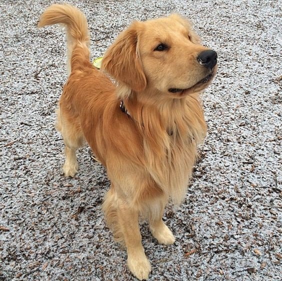 是不是惡犬？兇猛犬？不是靠犬種和體型可以揣測，狗會有攻擊行為，往往和牠們感覺害怕、身體不舒服有關。  取自WORLD of ANGUS