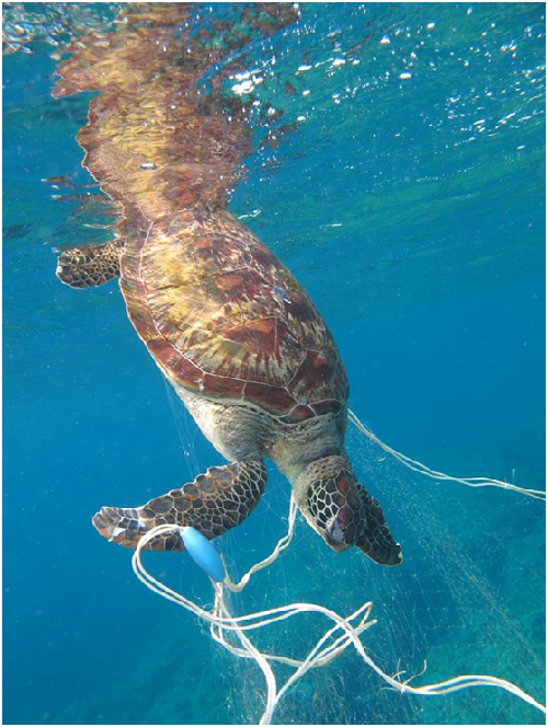 海生館獸醫李宗賢從照片判斷這隻網死海龜是綠蠵龜。並表示海龜跟鯨豚都是用肺呼吸，雖可長時間閉氣潛水，但若被漁網纏住困於水面下，無法掙脫回海面換氣，恐因嗆入海水而難逃死亡命運。李庭嘉/攝