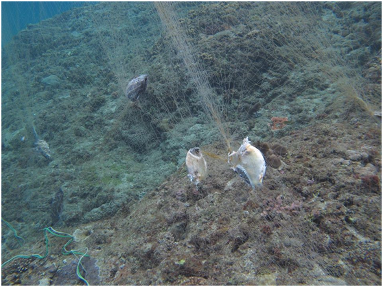 美麗的海域裡充斥著廢棄漁網，不只威脅海洋生物，對浮潛客來說也是隱形殺手，漁網在水下呈現半透明狀態，極易纏到人！李庭嘉/攝