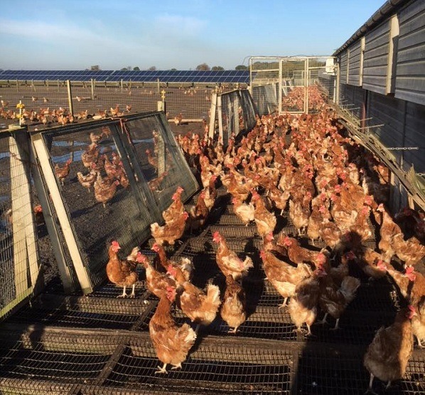 12,000隻放養母雞,原本在農場快樂生活,卻因產蛋期的嚴格限制,面臨被屠宰的命運。 取自「Ellie Seels」臉書