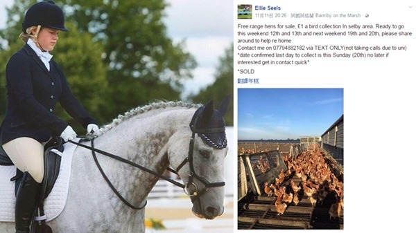 農家女孩艾莉在臉書上發起認養活動,讓7000隻健康母雞得以保命。 取自「Ellie Seels」臉書