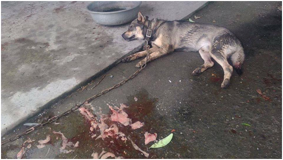 飼養4年的家犬，據附近鄰居表示每天被照三餐虐打，如今去彩虹橋彼端當快樂天使，結束受虐生活。 生命奇蹟護生協會/提供