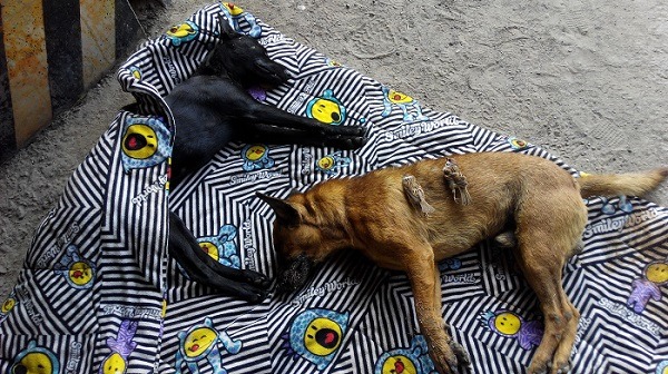 動保處已採集毒物證據配合警方查緝中。蕭士塔/攝