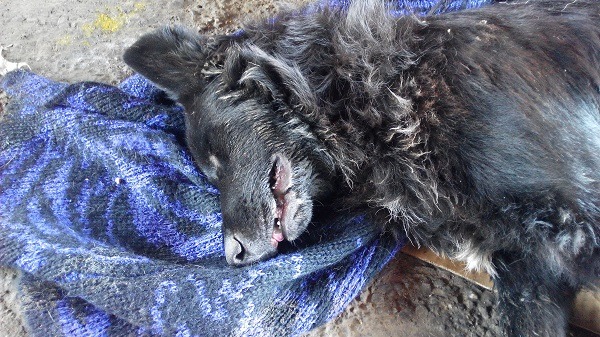 發生在麻善大橋下犬隻中毒案,死亡犬隻之多,近年來罕見。蕭士塔/攝