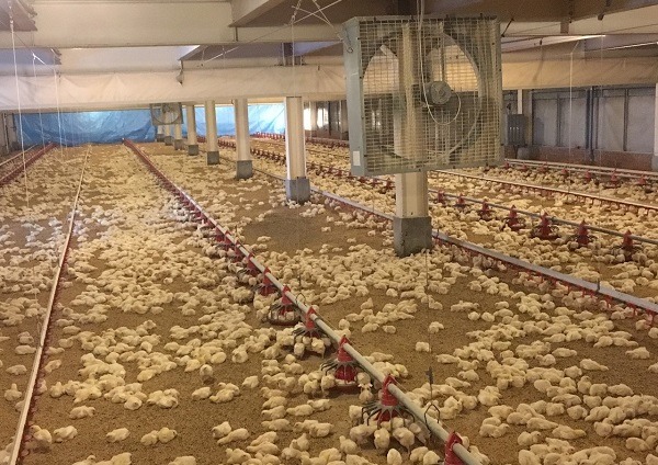 各地禽場全面戒備，7天的禁運禁宰期之後，期待能擺脫禽流感疫情的糾纏。  新北市動保處/提供