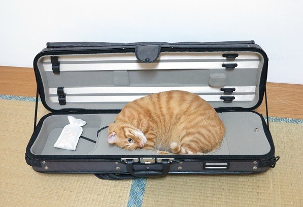 逗哥一看到女主人練琴就鑽進琴盒。 蕭士塔/攝