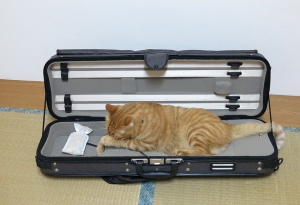 大家笑牠贅肉溢出琴盒，逗哥乾脆蒙頭大睡不理睬 。蕭士塔/攝