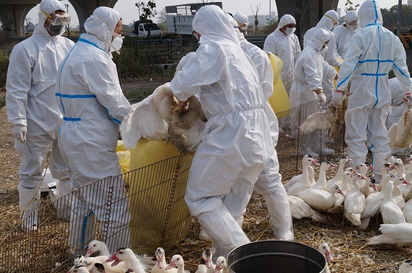 農委會認定禽流感病毒是候鳥傳來的，為了防杜台灣每年反覆發生疫情，要求禽舍採取密閉式或非開放式規畫。  本網站資料照