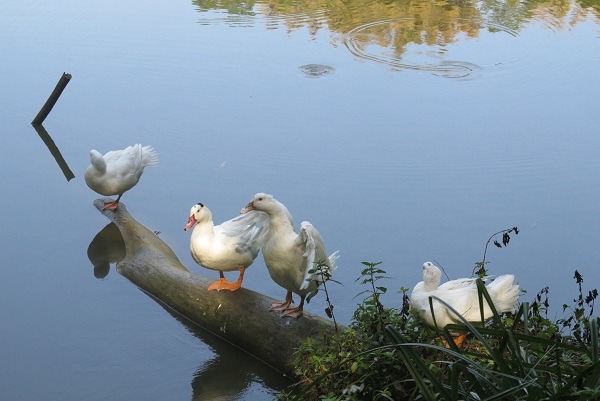 南元農場除圈養的禽鳥外,也有候鳥棲息。 蕭士塔/攝