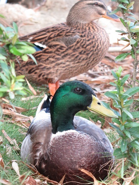 綠頭鴨是最常見的候鳥,也常是民眾會近距離餵食的水鳥。 蕭士塔/攝