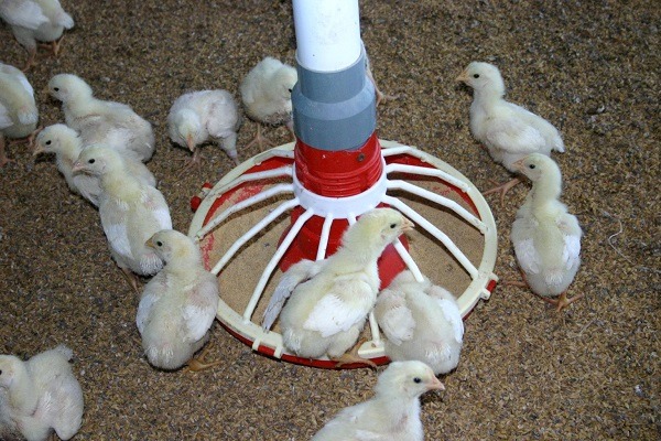 養禽業者應詳細記錄進出禽隻數量、消毒情形、疫苗施打及禽隻健康狀況等訊息。  蕭士塔/攝