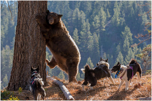 美國內華達州將美洲黑熊放回山林時，利用卡瑞利亞熊犬強化牠對人類的恐懼，避免未來可能發生之衝突。 取自Bear Smart Durango臉書