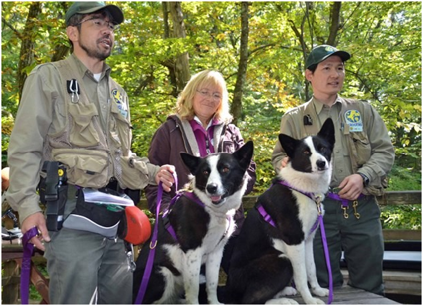 輕井澤的二代驅熊犬小彈（左）和熊熊（右）。卡瑞利亞熊犬的原本工作是離開主人搜尋獵物，故較難建立主從關係，再加上愛吠叫、運動量大，對其他狗兒有時較具攻擊性，並不適合當寵物犬。 取自每日新聞