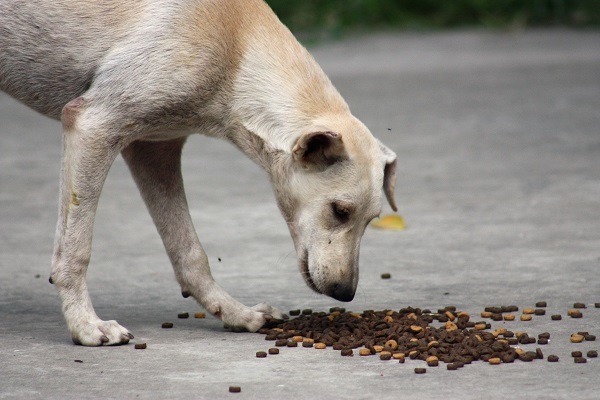 愛媽心疼吃乾飼料有喝水需求的流浪狗，會被迫去喝排水溝的髒水，影響健康。 蕭士塔/攝