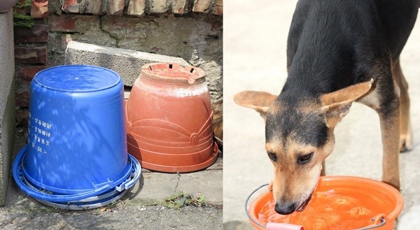 登革熱疫情衝擊下，台南市嚴格清空積水容器，連流浪狗貓的飲水都受到影響。  蕭士塔/攝