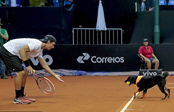 追到了球，也含在了嘴裡，還必須讓球僮犬聽令行事，乖乖把球交出來，才是成功的訓練。　取自網路