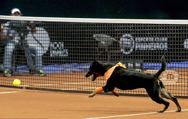 飛身追球，盡忠職守的球僮犬，是不是讓你覺得球賽更好看了！　 取自網路