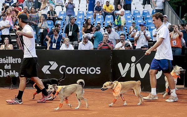 帥! 巴西聖保羅舉行的網球公開賽，用上了4位收容所來的球僮犬，分屬西班牙和葡萄牙籍的2位選手，配合帶領犬隻登場。　取自網路
