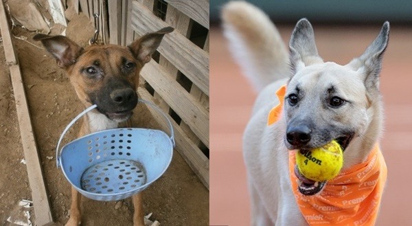 菜籃犬、球僮犬，都是流浪狗找家的管道，快想想看，牠們還能有那些頭路？　 取自動物保護資訊網、網路