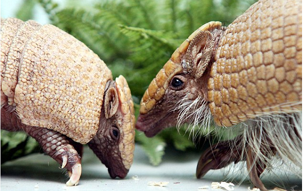 英國愛丁保動物園現在有犰狳母女莉歐和黎加。  取自網路