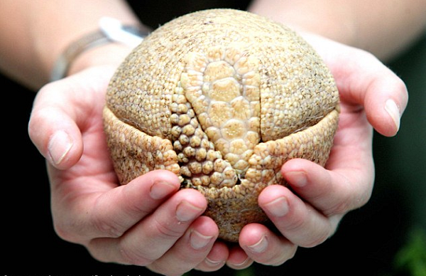 犰狳有個猶如盔甲的外殼,一旦遭遇危險,牠就滾成球狀,躲在殼裡逃避危險。 取自網路