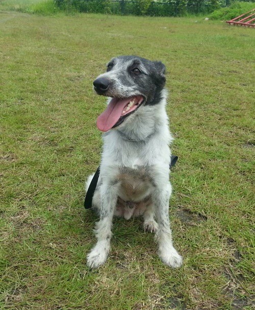 上圖: 流浪犬出身的德國狼狗U_BAHN,經過一年訓練,表現不差,明年會捲土重來。下圖: 雖是叫不出品種的米克斯犬,照樣榮獲瓦礫搜救高級組認證。 曾大年/攝