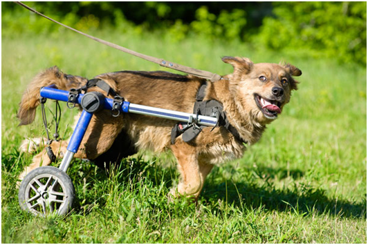 15位美國初中生用PVC塑料管及皮帶，為殘障狗製作狗輪椅。 取自網路
