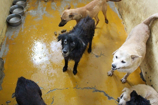 注射疫苗普及後，犬瘟熱對家犬的侵害少了，但流浪狗還是很難躲避，狗隻進出頻繁的動物之家，更成了散播病毒的大本營。 何宜/攝