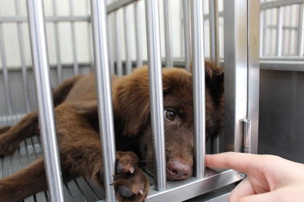 3到 8個月的幼犬，最容易罹患犬瘟熱。 何宜/攝
