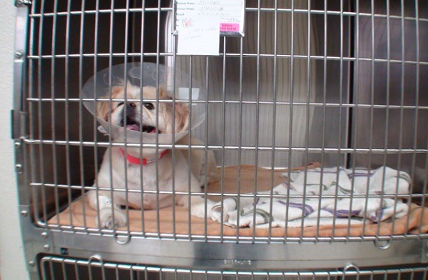 犬瘟熱病犬須住入隔離病房治療，讓空間不足夠的動物醫院不願收治病犬。此為示意圖。 取自網路