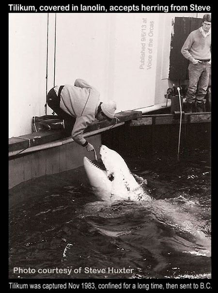 1983年，2歲的Tilikum在冰島海域被捕獲，運送人員把牠全身塗滿羊毛脂，以防失水。取自seaworldofhurt.com