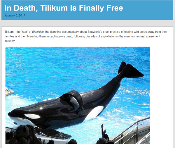PETA 認為「死亡讓Tilikum終獲自由」。圖中的Tilikum背鰭垂墜，顯示牠早已有健康問題。 取自PETA官網