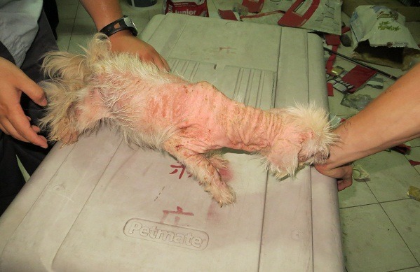 看得出這是什麼狗嗎?雖然是業者的「生財工具」，這隻馬爾濟斯全身皮膚病，毛幾乎掉光，也沒有獲得醫療。  新北動保處/提供