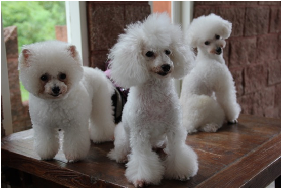 我的愛就在我身邊∼左邊是可愛泡泡 中間是辣妹娜子 右邊是帥哥kanade!