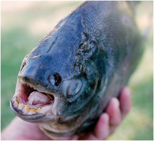  2006年在亞利桑那州尤馬（Yuma）附近發現人齒魚，另一隻於2015年6月在新澤西州發現，這種魚原產於南美洲。  取自Yuma Sun