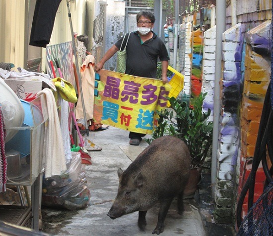 深諳豬性的動保處技正顏崑州手持帆布慢慢逼近，還發出與豬溝通的聲音安撫情緒。   蕭士塔/攝