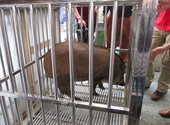 飼主訂製特大號的不鏽鋼籠子，準備將嘟嘟帶回鄉下飼養。      蕭士塔/攝