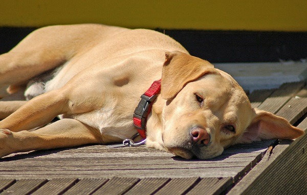 天氣那麼熱，千萬別把我關在密不透風的車廂內啊！  取自Photo Credit: Günter Hentschel