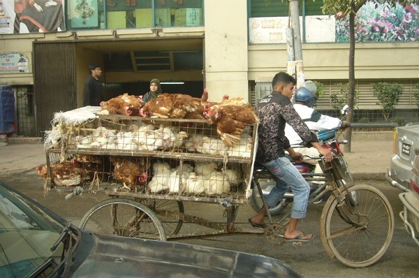 荷蘭境內重要的經濟動物——雞隻，預定於今年稍晚，也將納入「全國極端氣溫動物運輸方案」之中。 取自Photo Credit: Ghostsigns