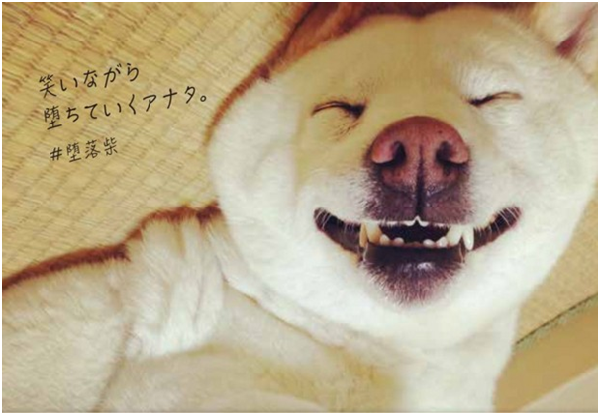 Sana平時是隻美女犬，但一睡著就笑得花枝亂顫。 取自Amazon Japan