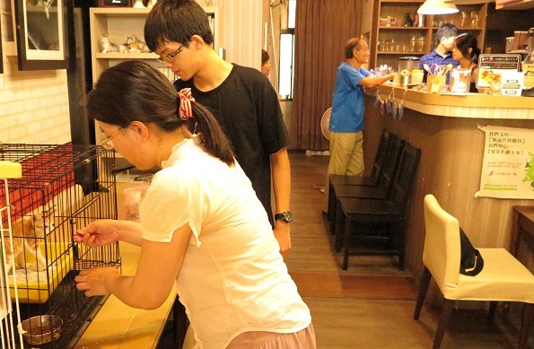 位於台南市東安路的「瞎聊．貓咖啡」，12日舉辦流浪貓認養會暨王勤靜寵物畫作展。 蕭士塔/攝