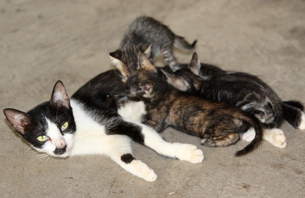 流浪貓太多成為愛貓社群的熱議話題。 蕭士塔/攝                                  