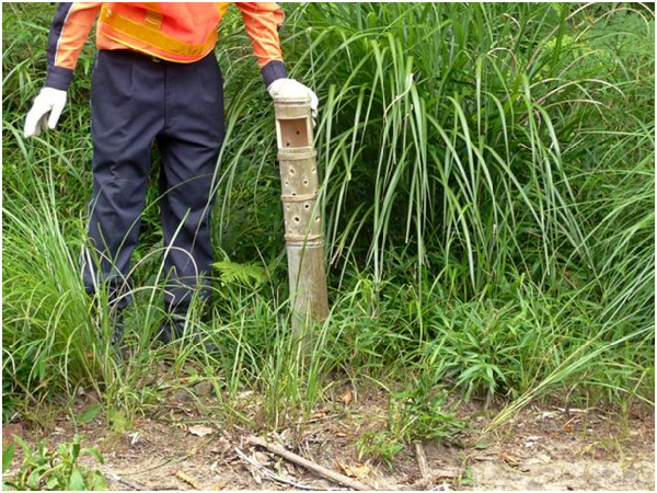 為防止肥皂遇雨溶化，改放在特製竹筒裡。 取自朝日新聞