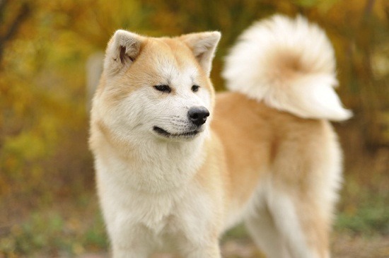 廣為人知的忠犬小八的故事，讓秋田犬更坐穩日本國犬的地位，曾經送出一隻給俄羅斯總統普丁。    取自網路