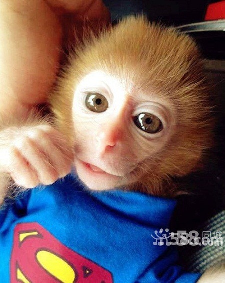 就是這款萌樣，讓對岸很多民眾都落入「日本袖珍石猴」的騙局。    取自網路