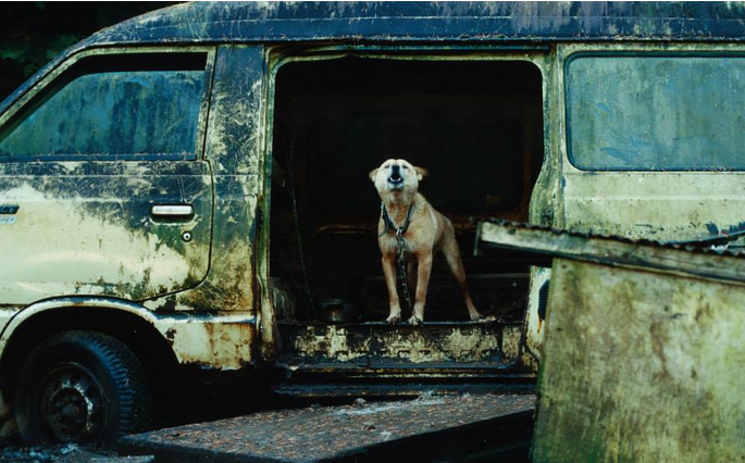 狗場許多狗兒就睡在現場的廢棄車輛或大鐵桶內。石田紀彦/攝