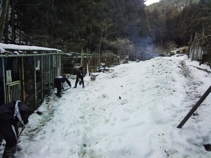 學生義工們定期上山打掃環境、協助餵養,並帶狗兒外出散步。 取自帝京科大送養臉書專頁
